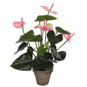 plantes interieur - anthurium fleurs rose - mica